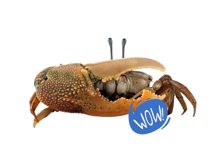 Segunda mano