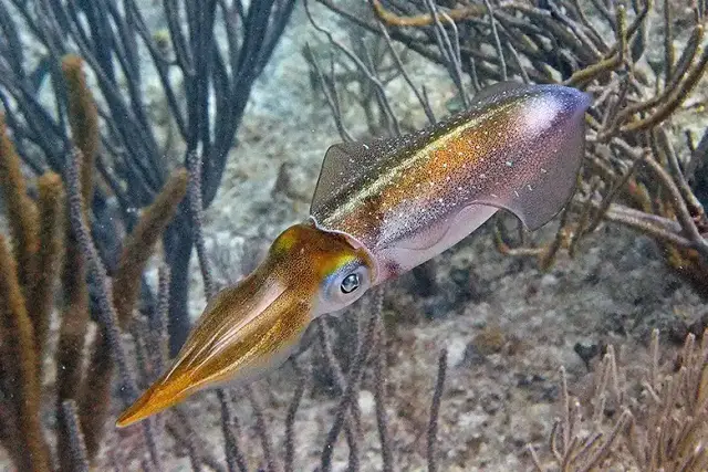 Moluscos cefalópodos