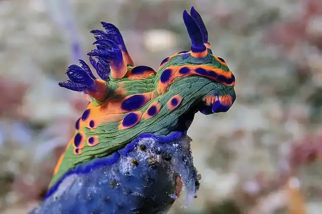 Nudibranquios y opistobranquios