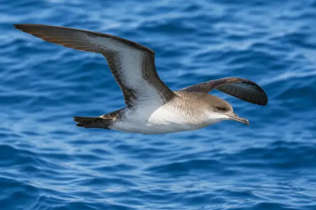 Aves marinas
