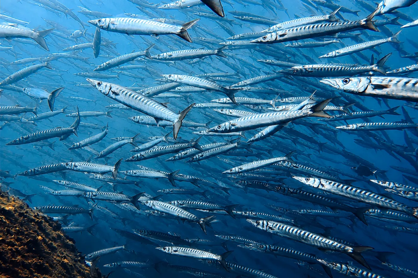 Punta Falconera