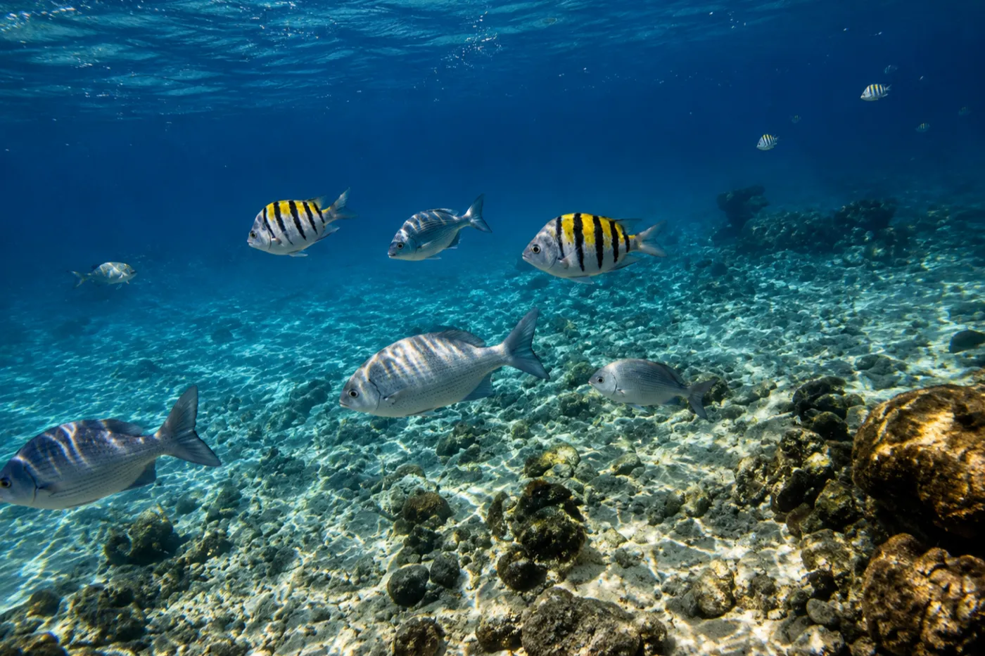 Punta Perdiz