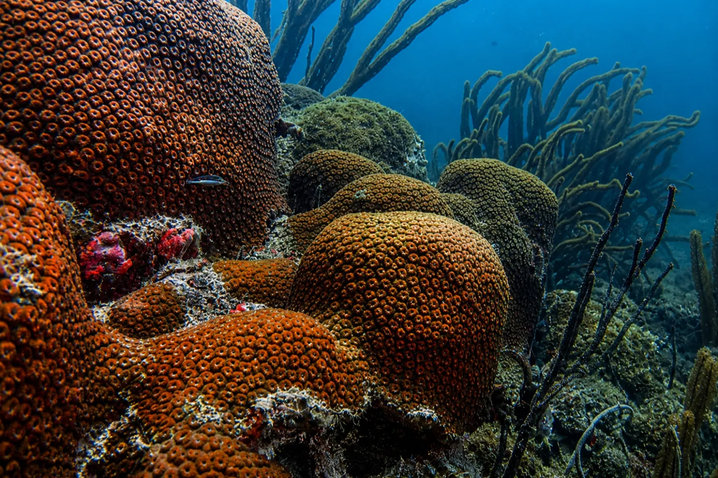 Anegada de Afuera