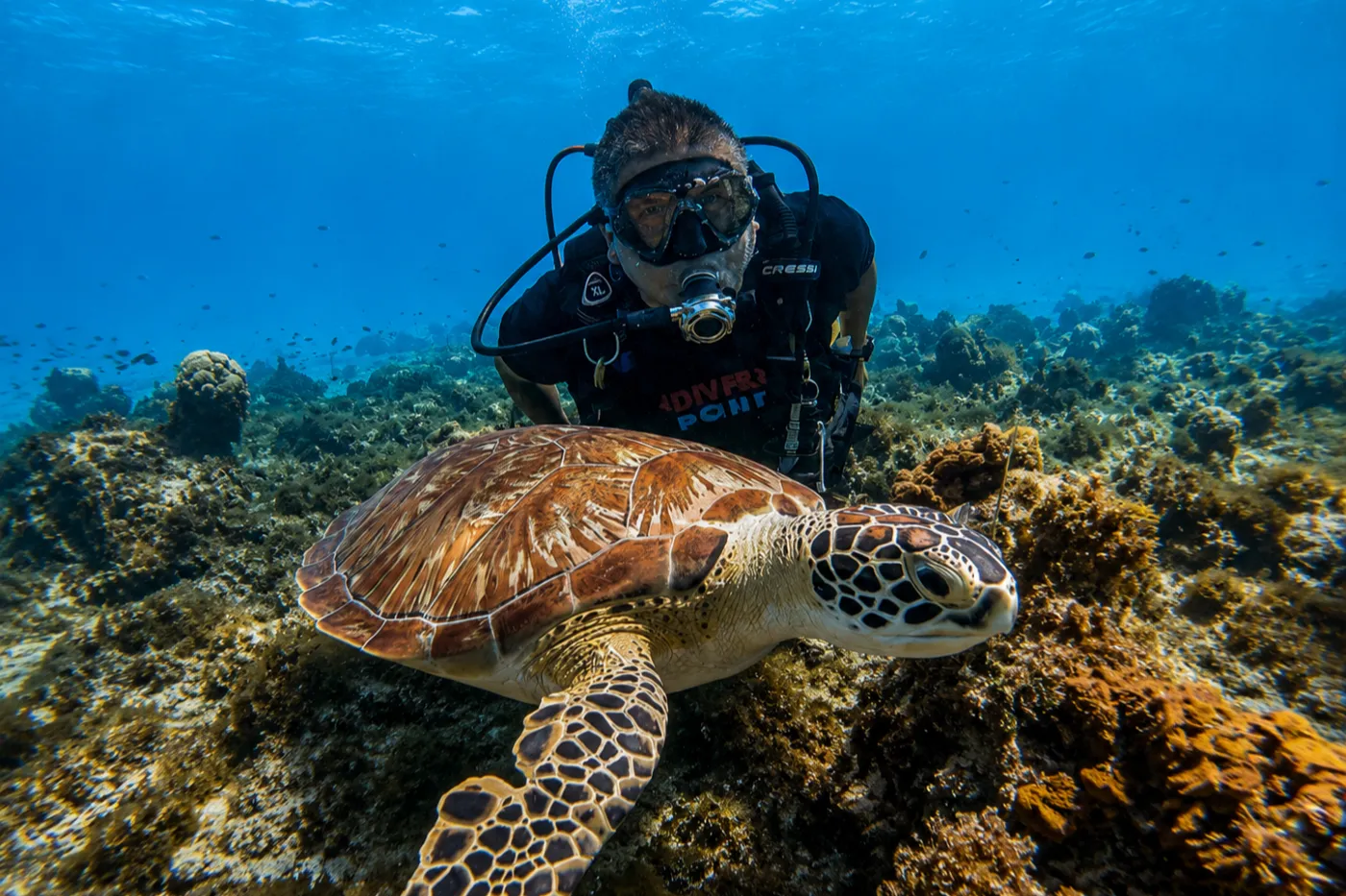Trampa de Tortuga