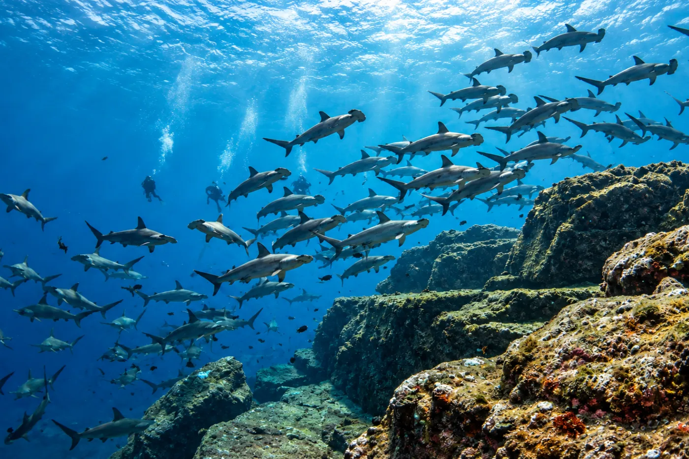 Hammerhead Rock