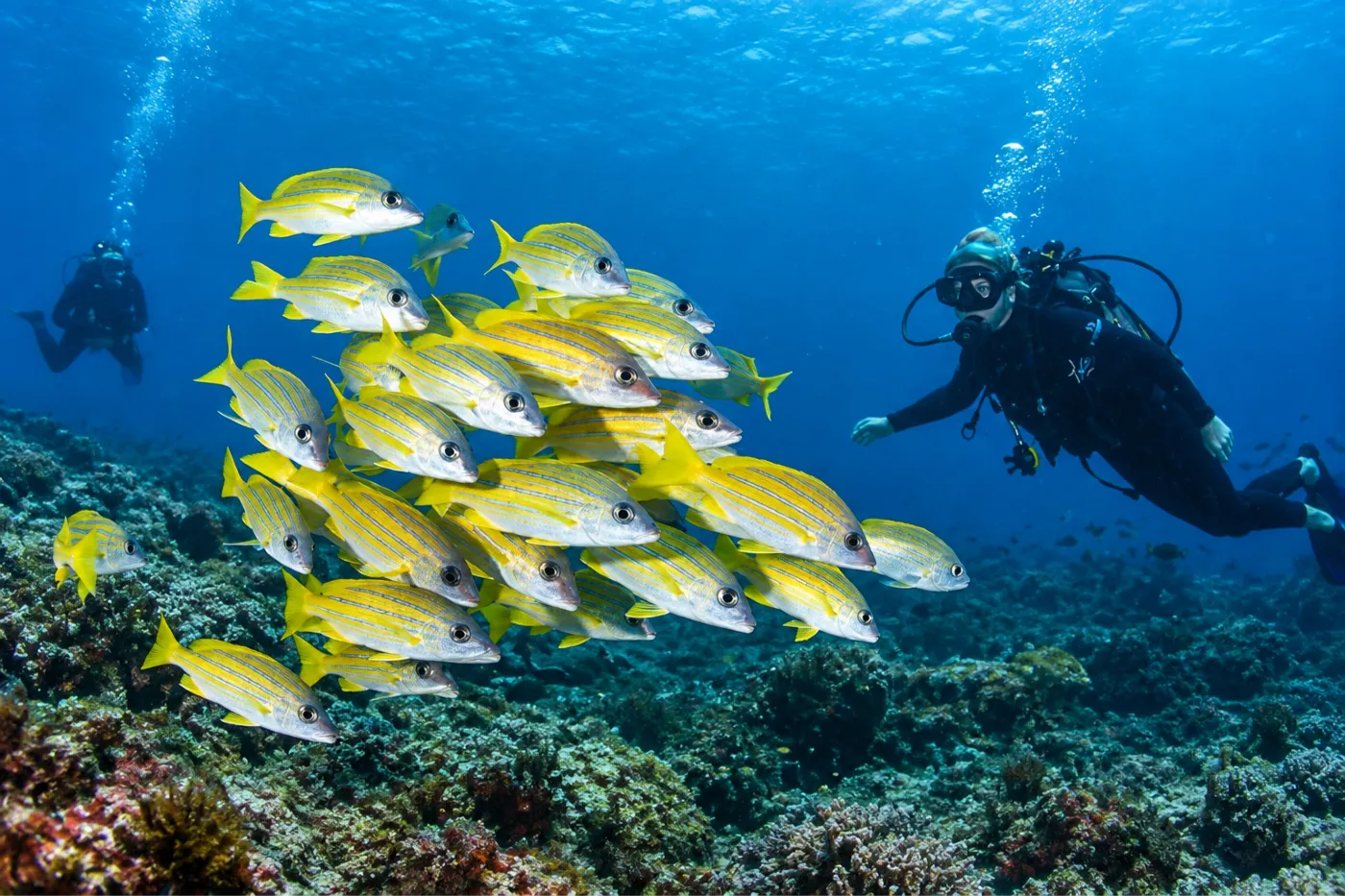 2 Mile Reef