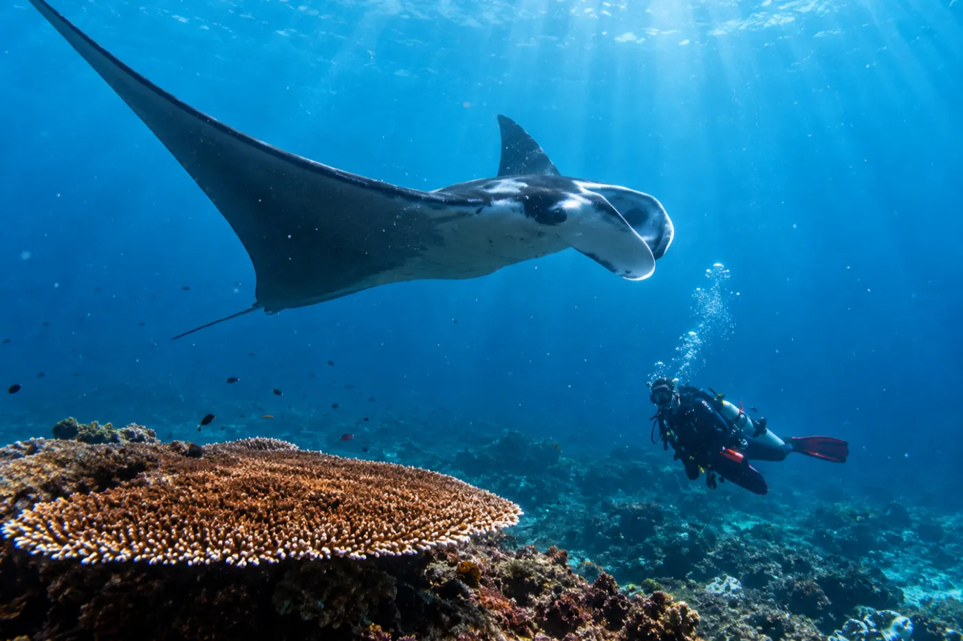Garden Eel Cove / Manta Heaven