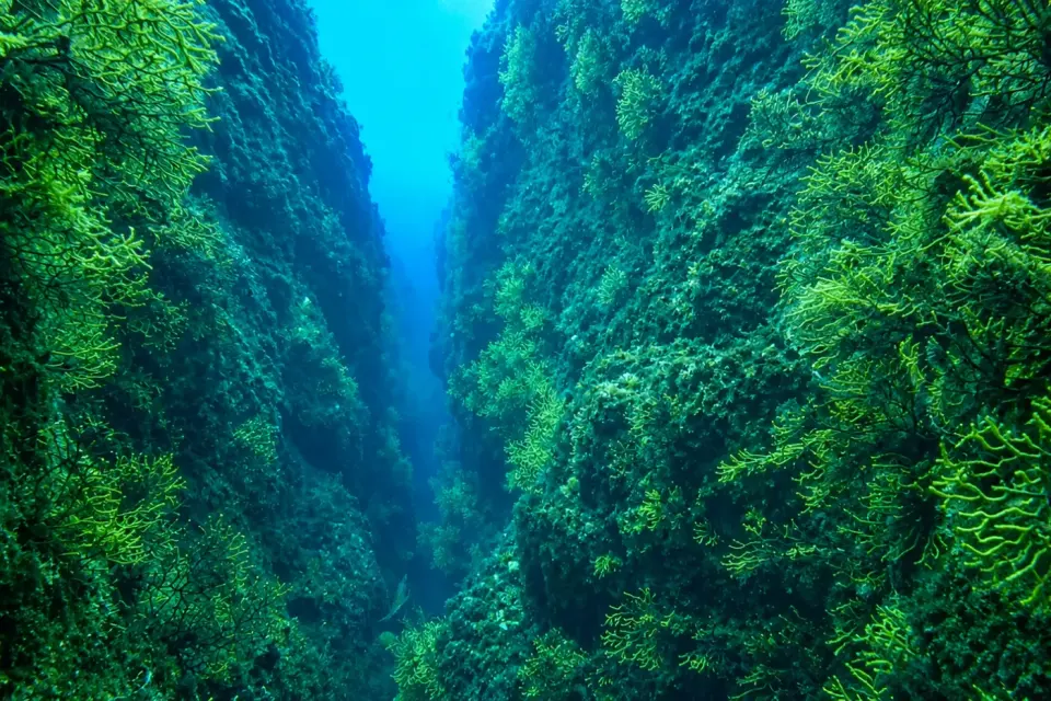 Cañones de Tamariu