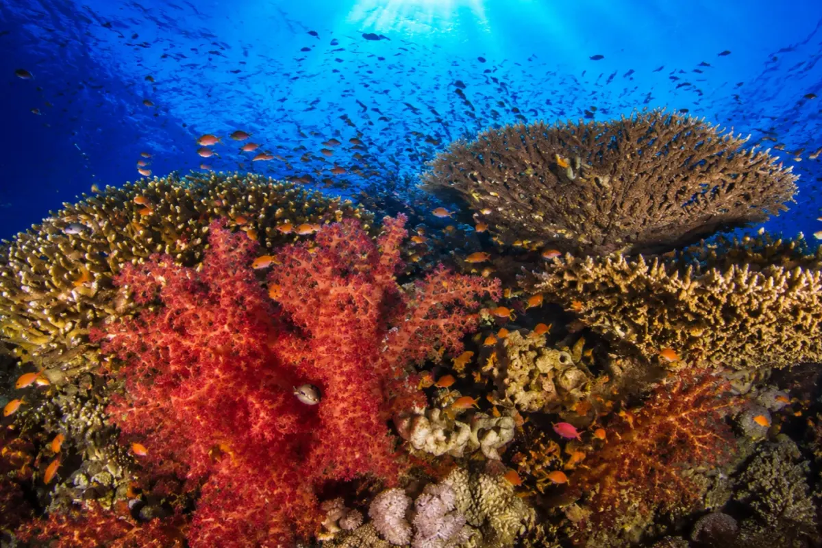 Jackson Reef