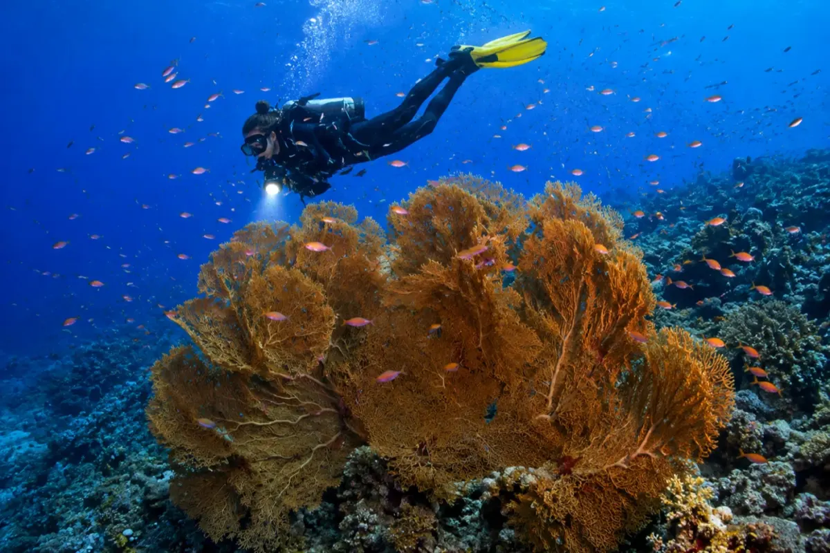 Woodhouse Reef