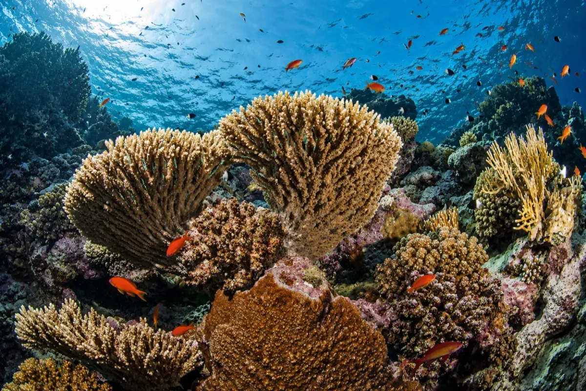 Gordon Reef