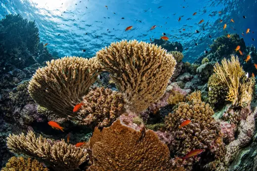 Gordon Reef