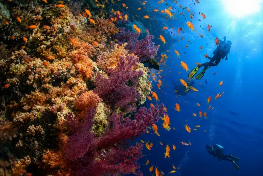 Shark Observatory