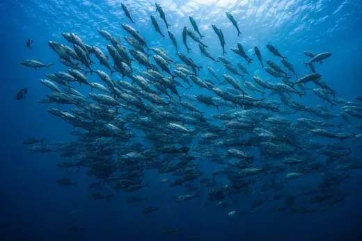 Sueño de Pescador