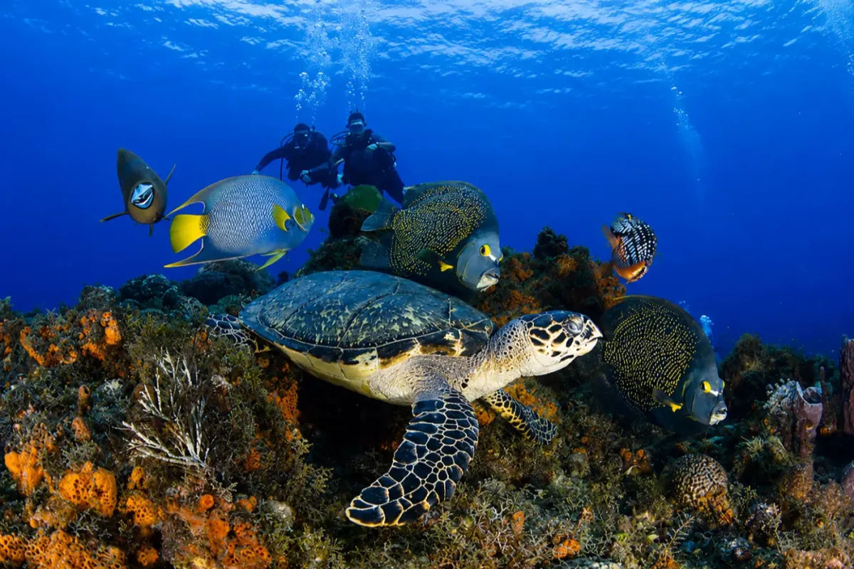 Yucab Reef