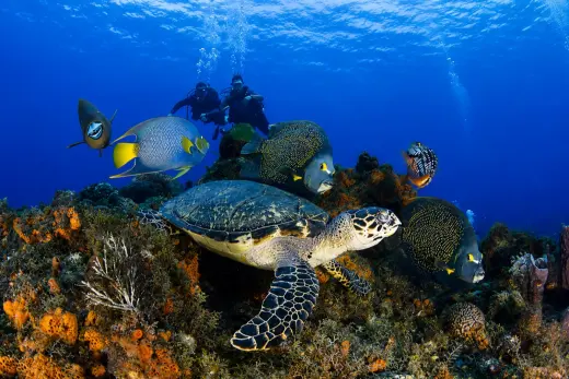 Yucab Reef