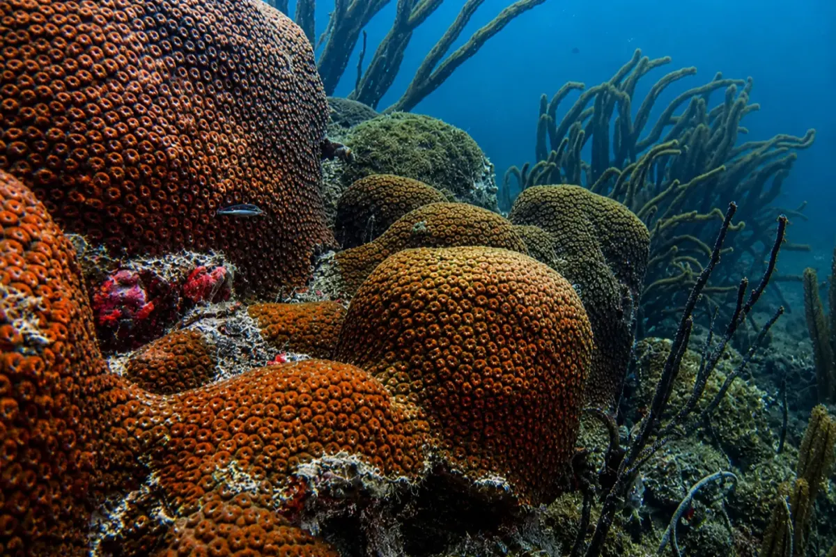 Anegada de Afuera
