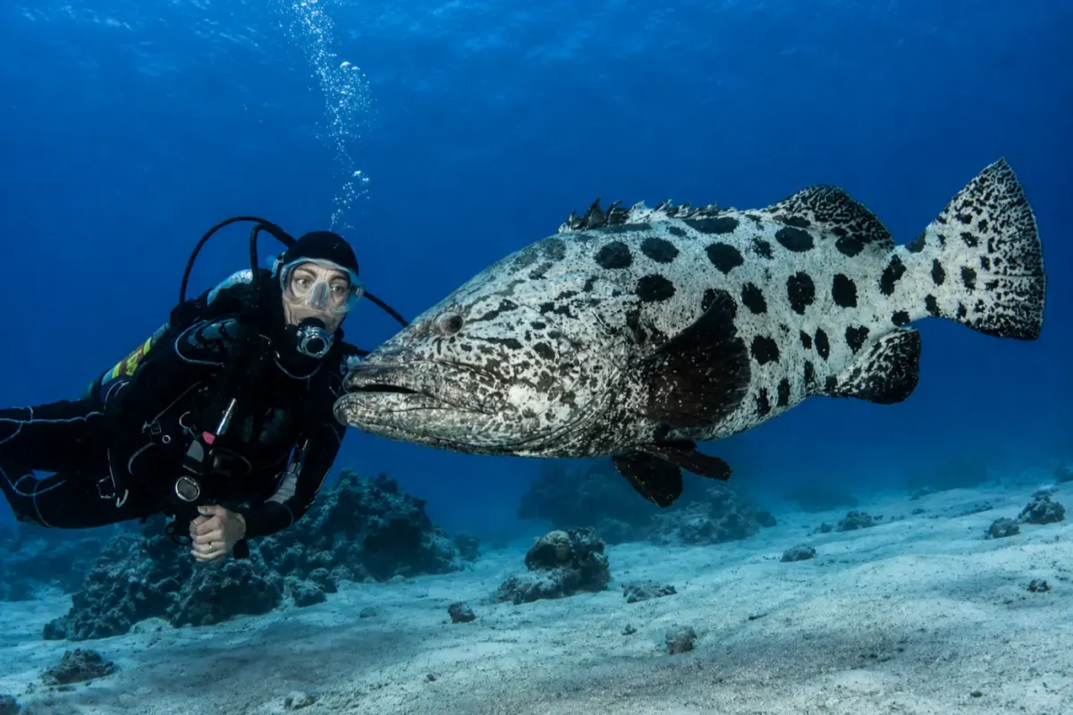 Cod Hole