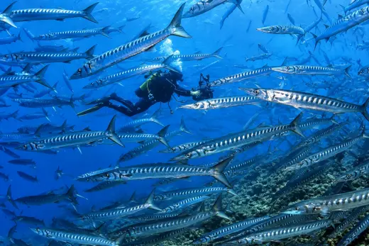 Scoglio del Medico
