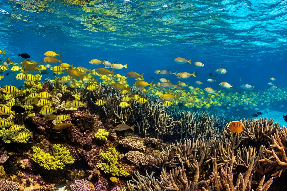 The Aquarium