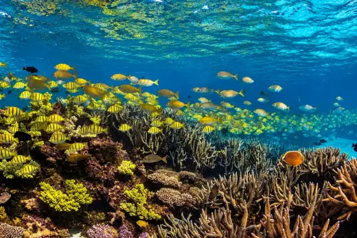 The Aquarium
