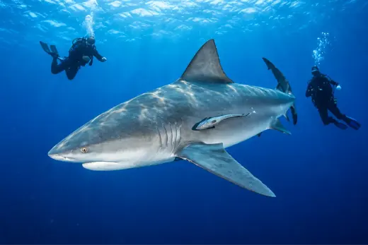 Southern Shark Arena