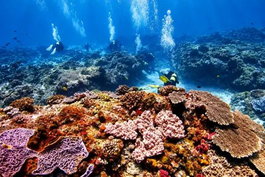 Quarter Mile Reef