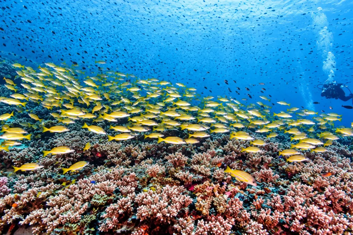 9 Mile Reef