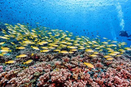 9 Mile Reef