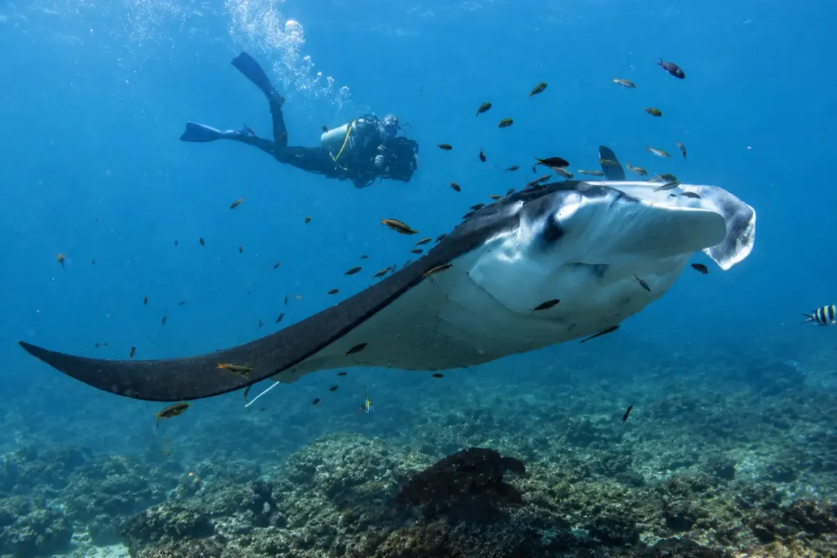 Manta Reef