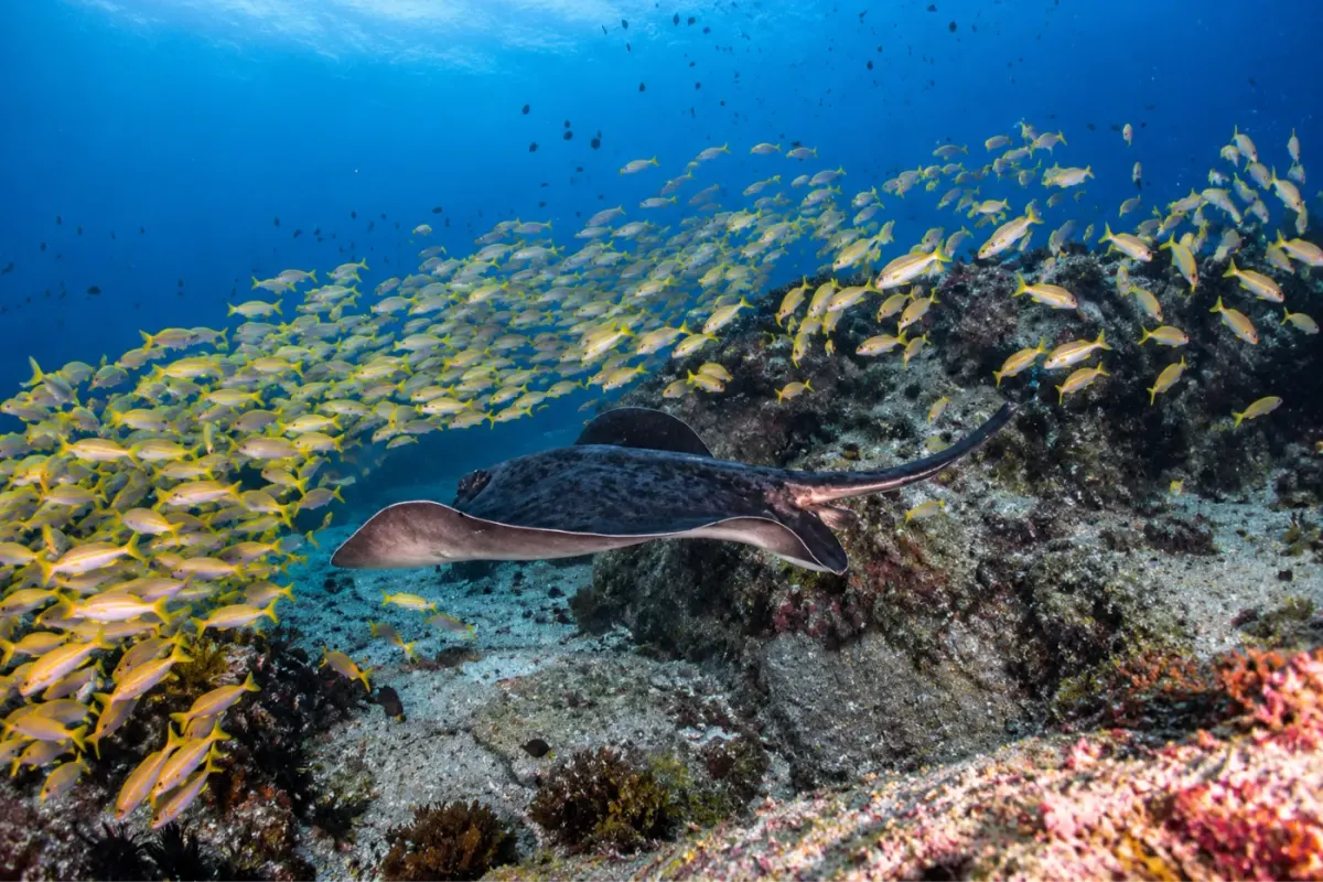 Shark Bank