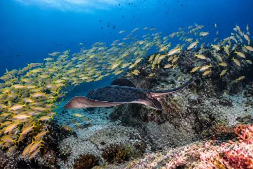 Shark Bank