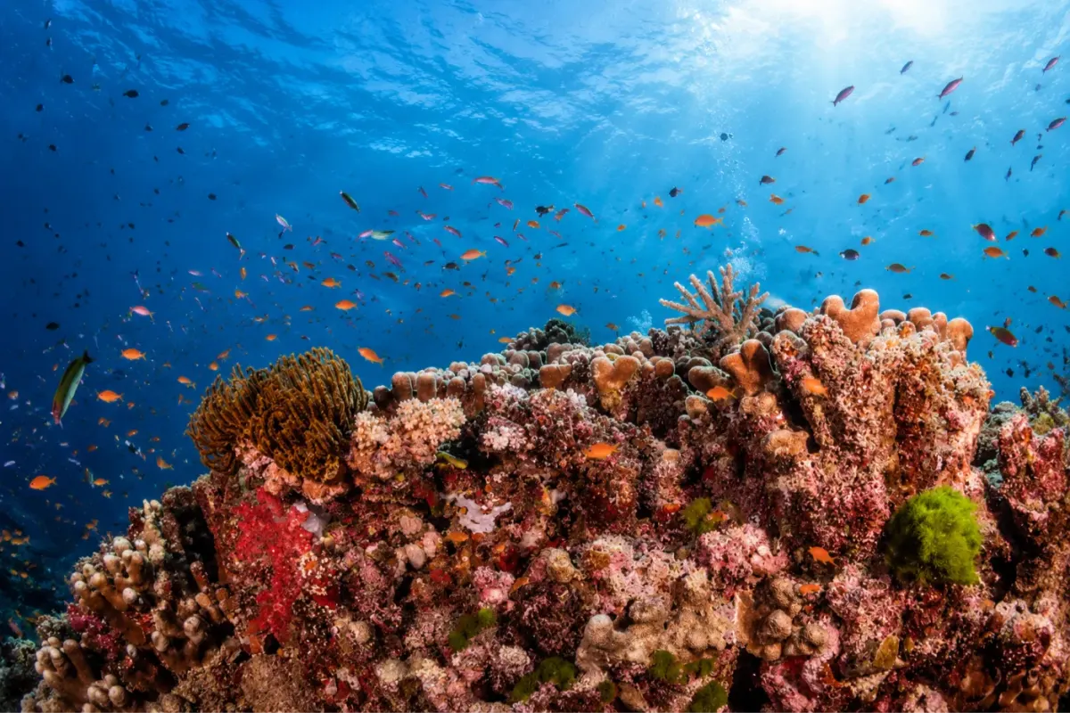 French Reef