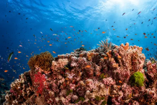French Reef