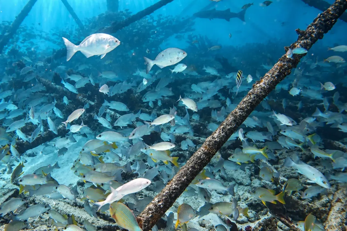 Alligator Reef