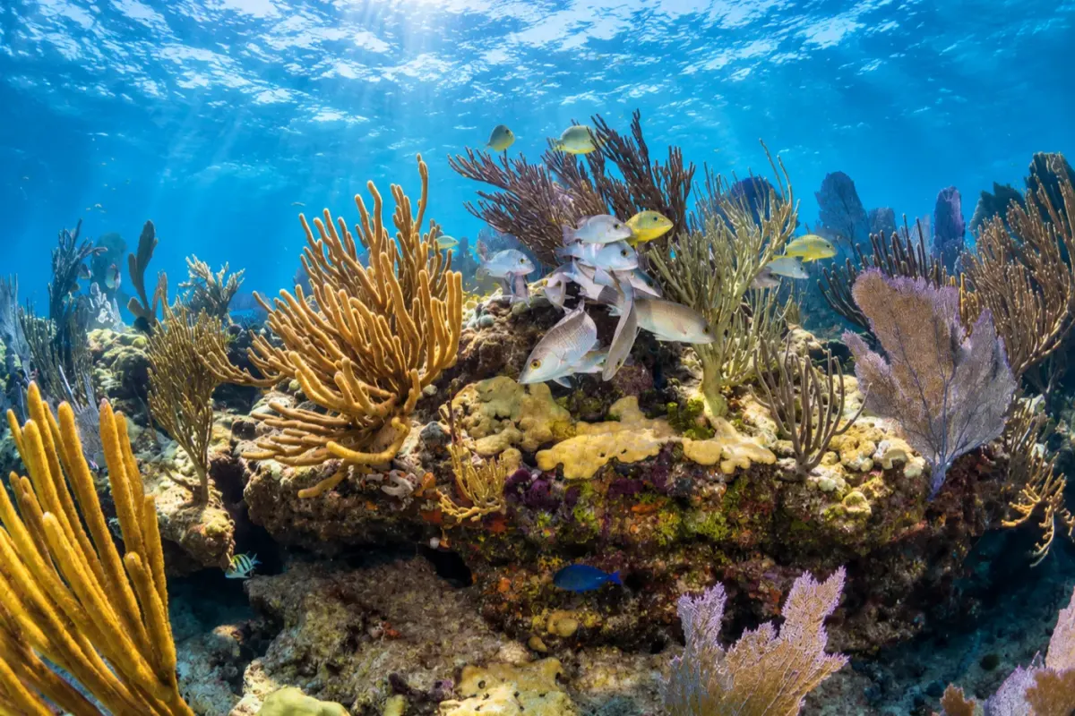 Looe Key Reef