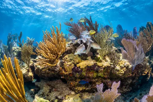 Looe Key Reef
