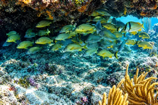 Sombrero Reef
