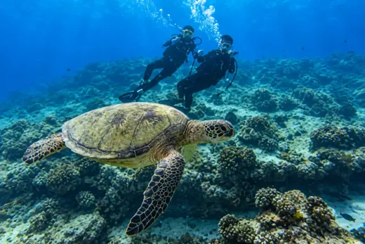 Rainbow Reef / Magic Island