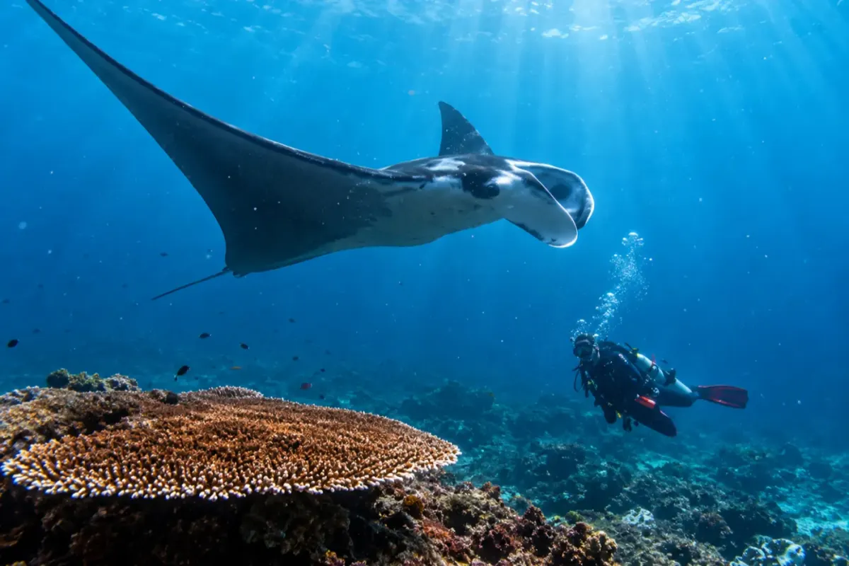 Garden Eel Cove / Manta Heaven