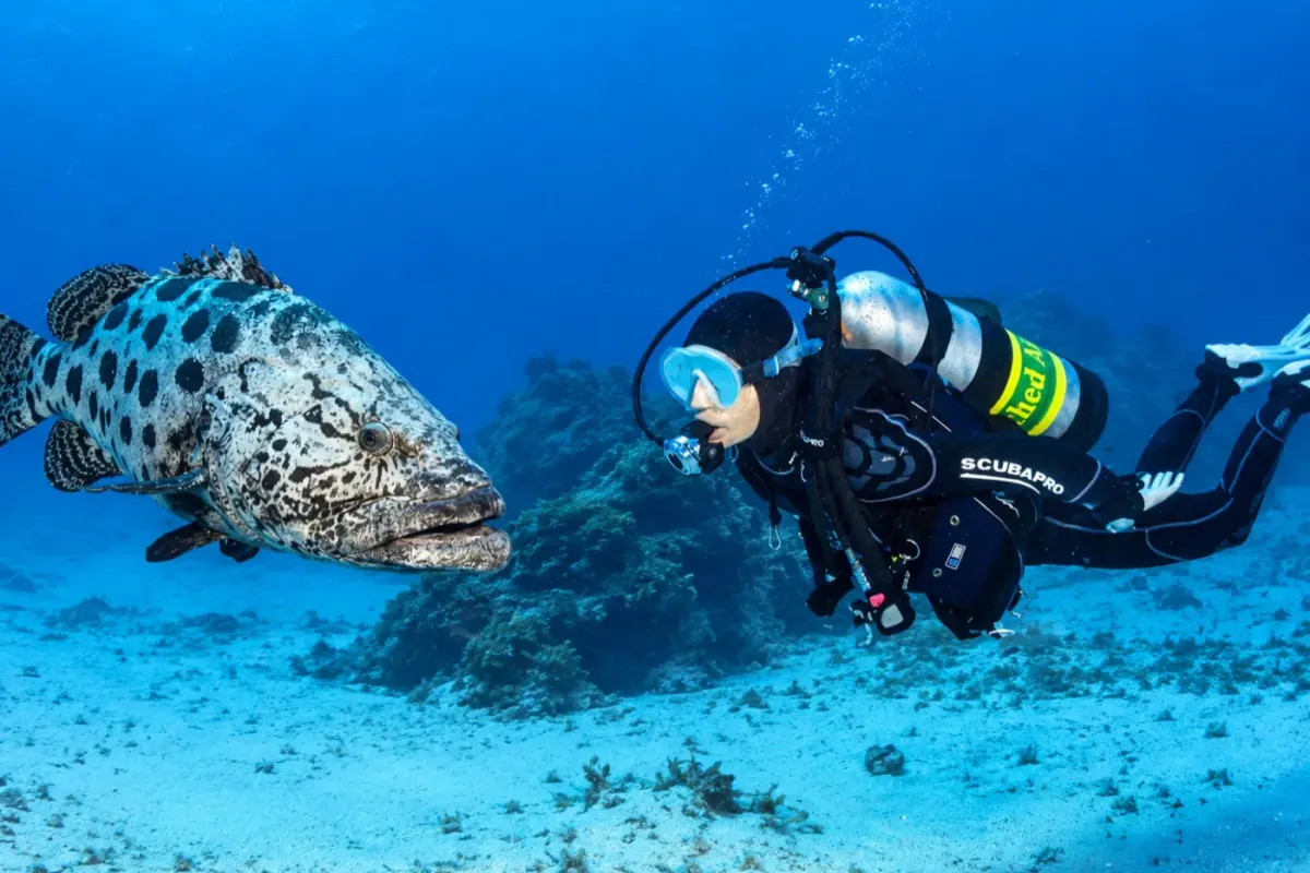 Cod Hole – Mooring D2