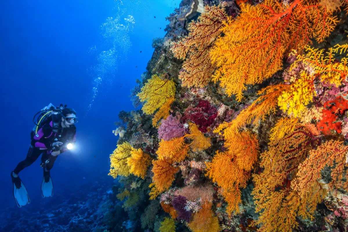 Ribbon Reef Nº5