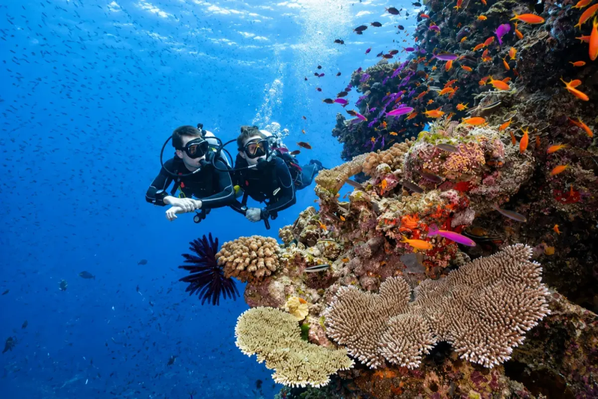 Ribbon Reef Nº3