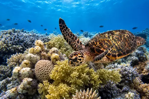 Flynn Reef