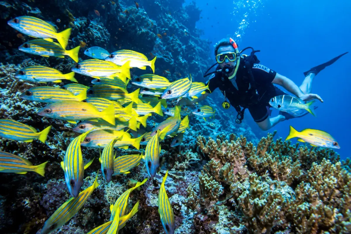 Agincourt Reef