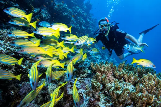 Agincourt Reef