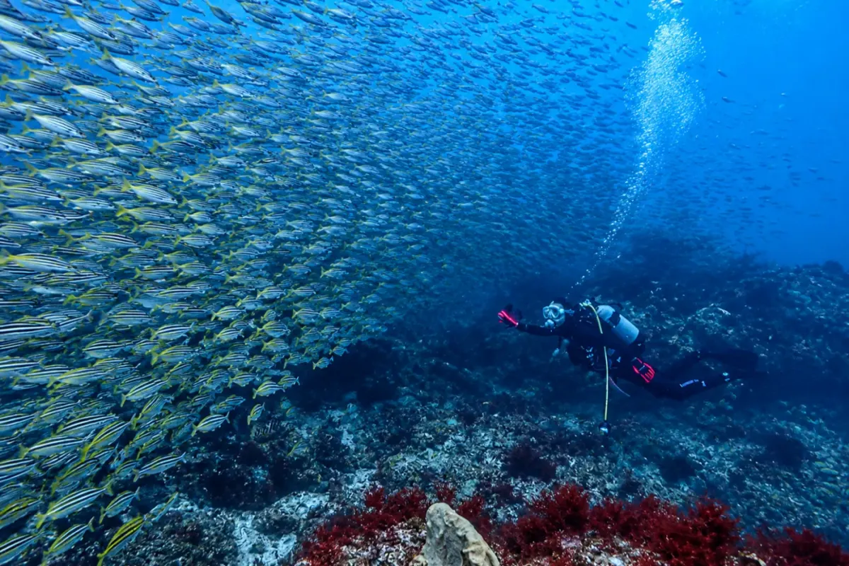 Gyosho / Fish Reef