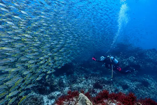 Gyosho / Fish Reef