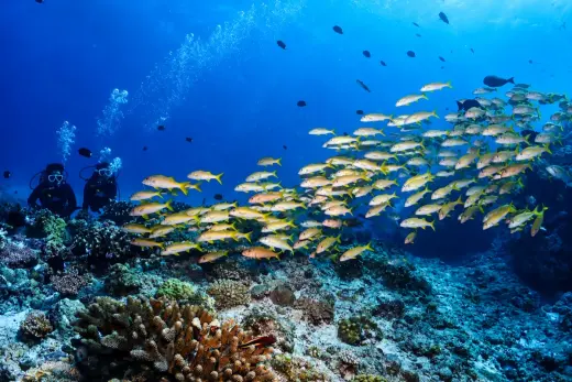 Amuro Fish Reef