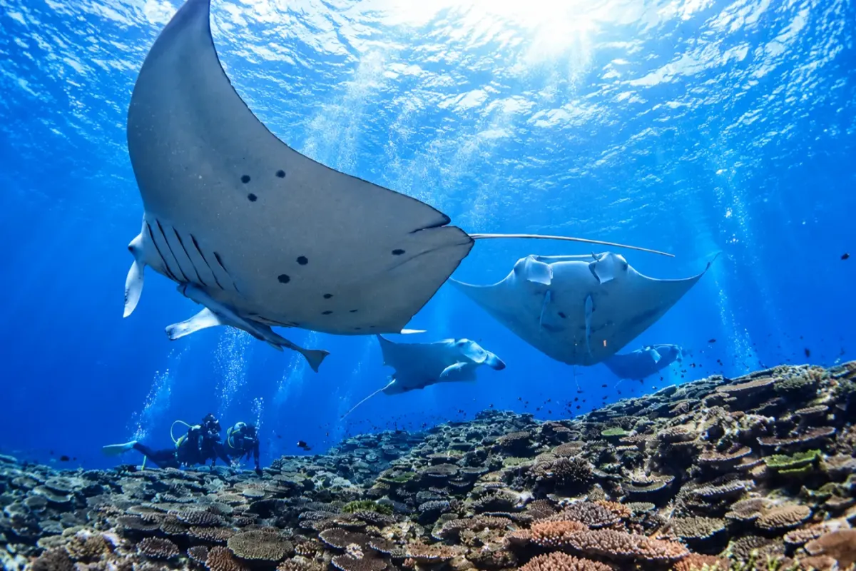 Manta Scramble